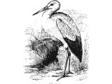 White Stork (Ciconia alba) Heb. ChaSIDaH in Lev.11.19, Ps.104.17, Deut.14.18, Zech.5.9, Jer.8.7